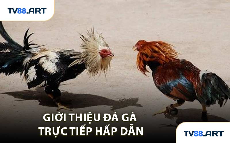 Giới thiệu đá gà trực tiếp hấp dẫn